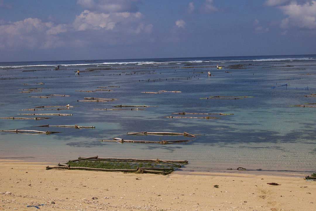 sea-weed &copy; Kratomgarden