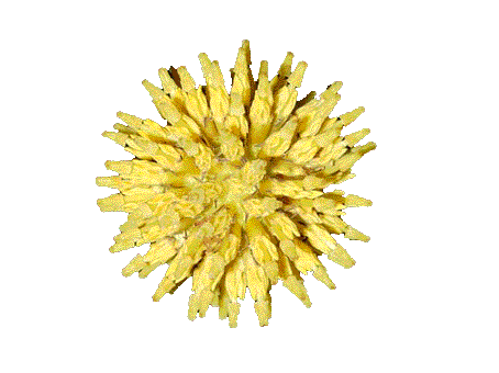 Mitragyna Speciosa Flower
