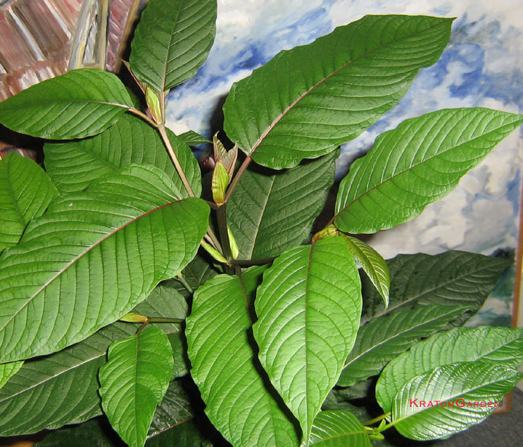 15 month old, grown from seeds 