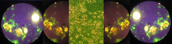 mitragyna mikroskopie &copy; Kratomgarden